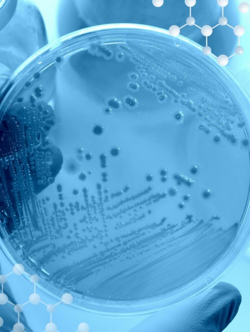 Blog 10 asse intestino-cervello
